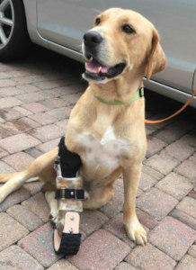 animal-prosthetics